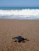 Turtle migration directly influenced by ocean drift experiences as hatchlings 3