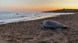 Turtles change nesting patterns in response to climate change