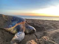 Turtles change nesting patterns in response to climate change 2