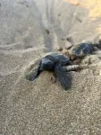 Turtles change nesting patterns in response to climate change 3