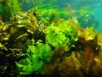 Twenty species of sea lettuce found along the Baltic and Scandinavian coasts