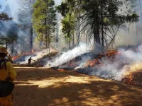 Twenty-year study confirms California forests are healthier when burned — or thinned