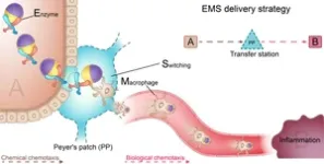 Twin-bioengine self-adaptive micro/nanorobots developed for gastrointestinal inflammation therapy 2