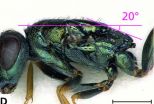 Twisted wasps: Two new unique parasitoid wasp species sting the heart of Europe 2