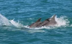 Two can play that game: juvenile dolphins who play together are more successful as adults 3