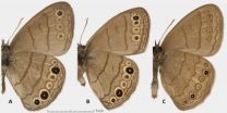 Two new butterfly species discovered in eastern USA