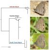 Two new butterfly species discovered in eastern USA 3