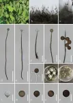 Two new freshwater fungi species in China enhance biodiversity knowledge