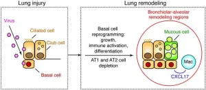 Two new studies identify promising pathways to treat chronic COVID-19