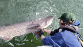 Two shark species documented in Puget Sound for first time by Oregon State researchers