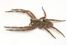 Two species and a single name: Double identity revealed in a venomous banana spider