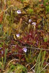 Two striking new species of carnivorous plants discovered in the Andes of Ecuador