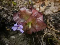 Two striking new species of carnivorous plants discovered in the Andes of Ecuador 2