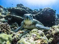 Two-thirds of turtle injuries and strandings recorded in the Maldives across 12 years arose from entanglement with lost and discarded fishing gear