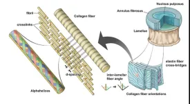 Type 2 diabetes alters the behavior of discs in the vertebral column