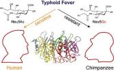 Typhoid Mary, not typhoid mouse