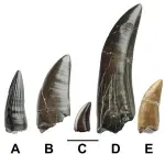 Tyrannosaur teeth discovered in Bexhill-on-Sea with help of retired quarryman 2