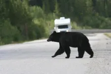 UBCO researchers identify best strategy to reduce human-bear conflict