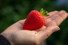 UC Davis releases 5 strawberry varieties resistant to deadly fungal disease