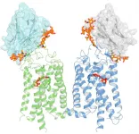 UC Irvine researchers   discover a nanobody which may lead to treatment for Retinitis Pigmentosa