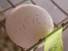 UC Riverside entomologists propose pesticide-free method to increase egg production