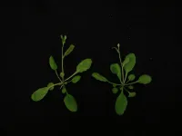 UC San Diego scientists develop the first CRISPR/Cas9-based gene drive in plants