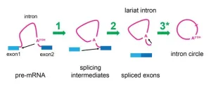 UC Santa Cruz study discovers cellular activity that hints recycling is in our DNA