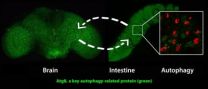 UCLA biologists delay the aging process by remote control