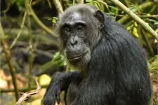 UCLA researcher finds first proof of menopause in wild chimpanzees