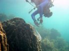 UGA ecologists provide close-up of coral bleaching event