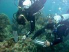 UGA ecologists provide close-up of coral bleaching event 3