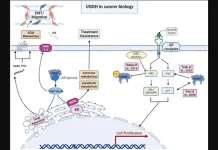 UGDH in clinical oncology and cancer biology