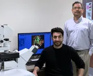 UIC researchers discover hidden link between cellular defense systems