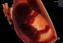 Ultra-processed foods are linked to reduced fertility and embryonic development