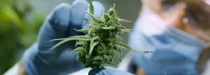 UM School of Medicine review highlights rise in psychiatric disorders linked to increased cannabis use