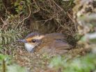 UM study uncovers why songbirds vary in time devoted to warming eggs