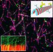 UMass Amherst cell biologists identify new protein key to asymmetric cell division 