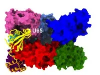 UMass Amherst researchers ID body’s ‘quality control’ regulator for protein folding 2