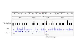 UMass Amherst researchers identify enzyme key to training cells to fight autoimmune disorders