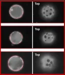 UMass Amherst team discovers use of elasticity to position microplates on curved 2D fluids