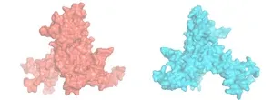 UMass Chan investigators identify new pattern recognition system that monitors disease-causing bacteria in C. elegans 2