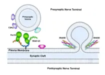 UMass researchers highlight role ‘workhorse protein’ plays in keeping the nervous system running smoothly