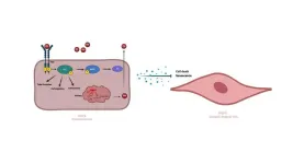 UMD-led study could ‘pave the way’ for improved treatment of premature aging disease