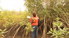 UMD studies mangrove genetic diversity in Africa to conserve centers of biodiversity