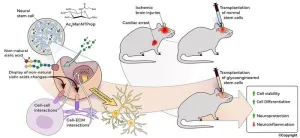 UMSOM preclinical study finds novel stem cell therapy boosts neural repair after cardiac arrest