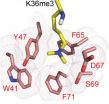 UNC research uncovers new insight into cell development and cancer