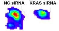 UNC researchers silence leading cancer-causing gene