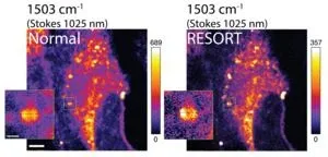 Uncovering a cellular process that leads to inflammation 2