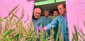 Uncovering new mechanisms for wheat rust resistance 2