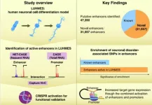 Uncovering novel transcriptional enhancers in neuronal development and neuropsychiatric disorders